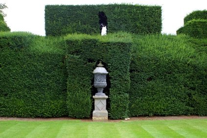 Best Time To Trim Leylandii