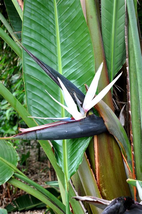 Bird Of Paradise White