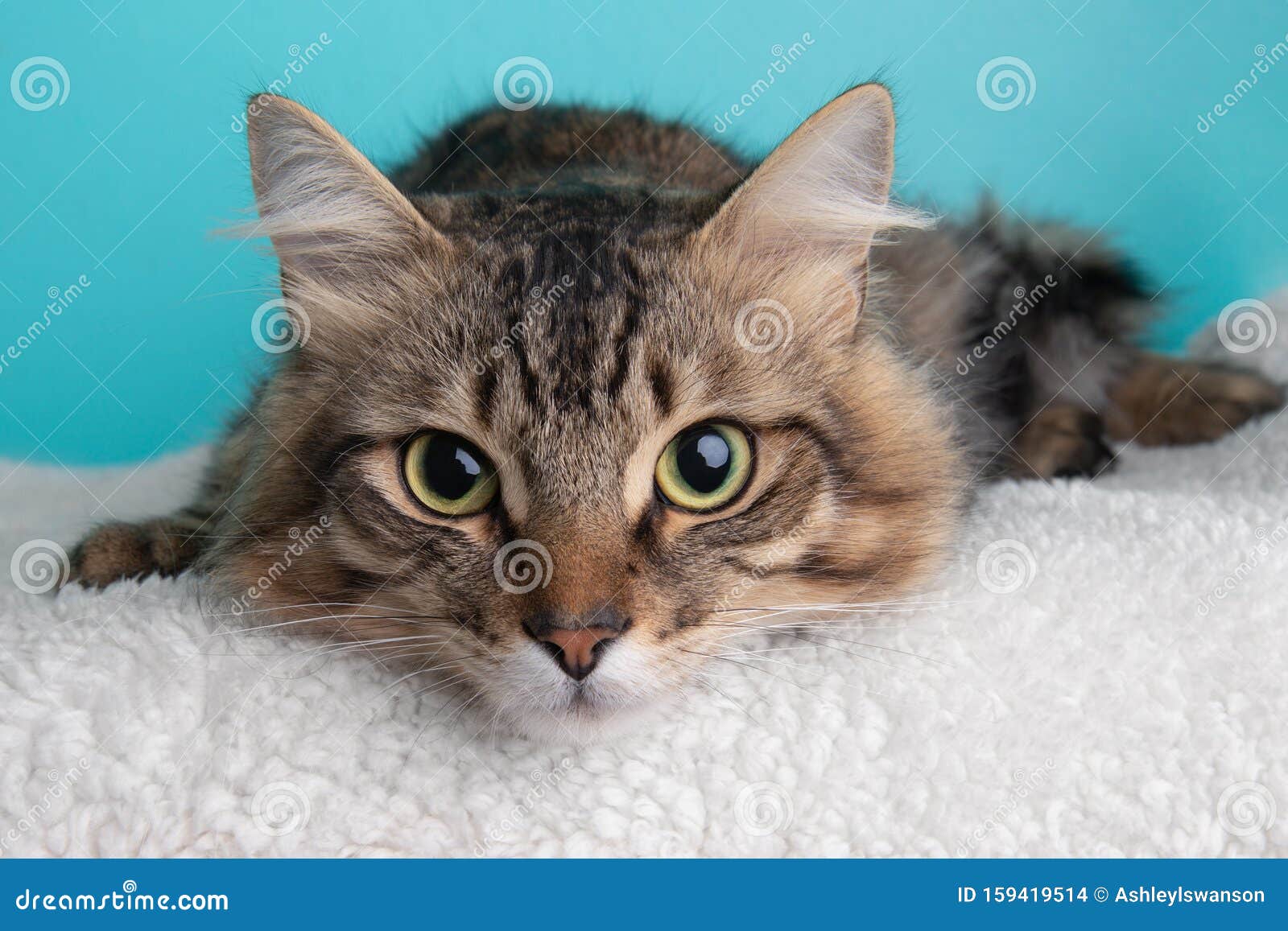 Black Brown Tabby Cat Lying Down Up Close Face Portrait Cute Photograph