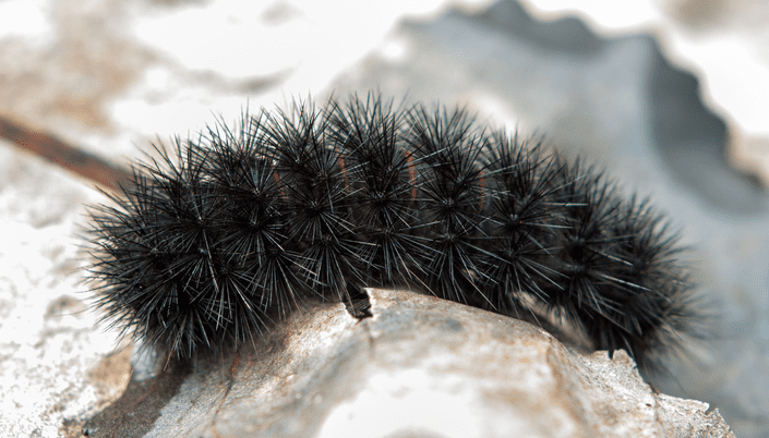 Black Caterpillar: Identifying Species