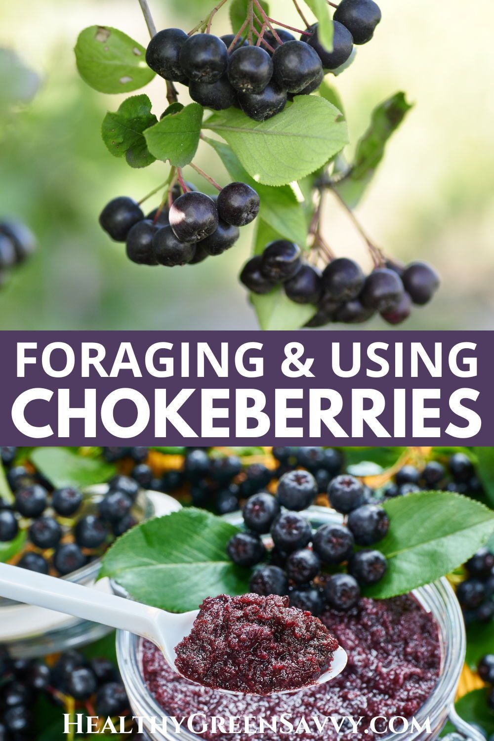 Black Chokeberry Aronia Melanocarpa 8 Benefits Best Uses