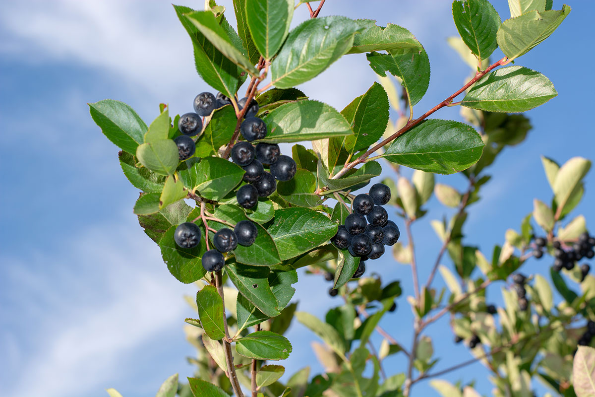 Black Chokeberry Aronia Melanocarpa