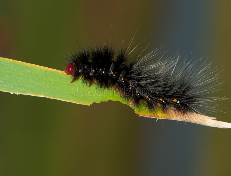 Black Hairy Caterpillar Texas: Identify & Control