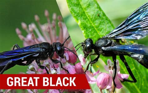 Black Hornet Identification: Key Facts