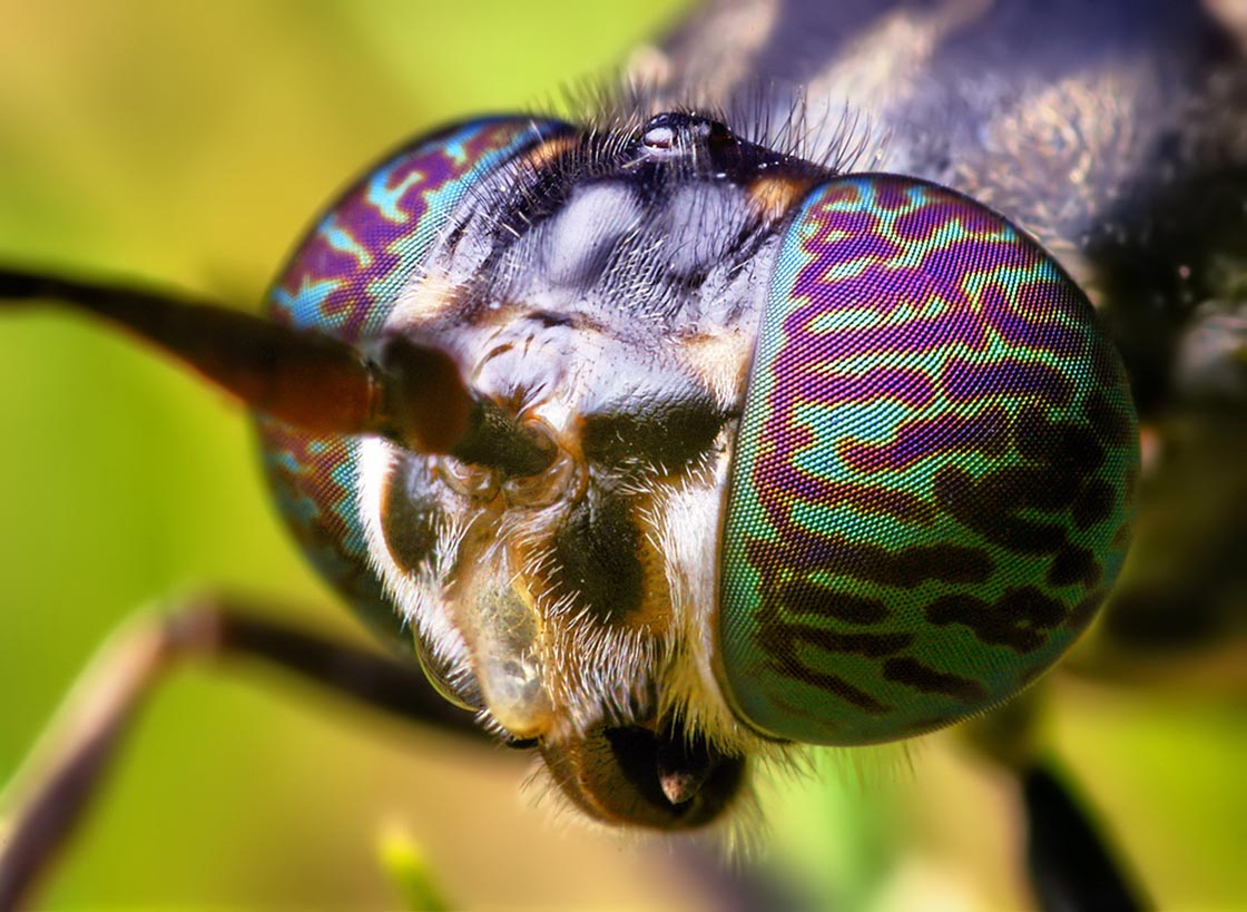 Black Soldier Fly What S That Bug