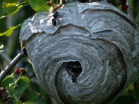 Black Wasp Nest