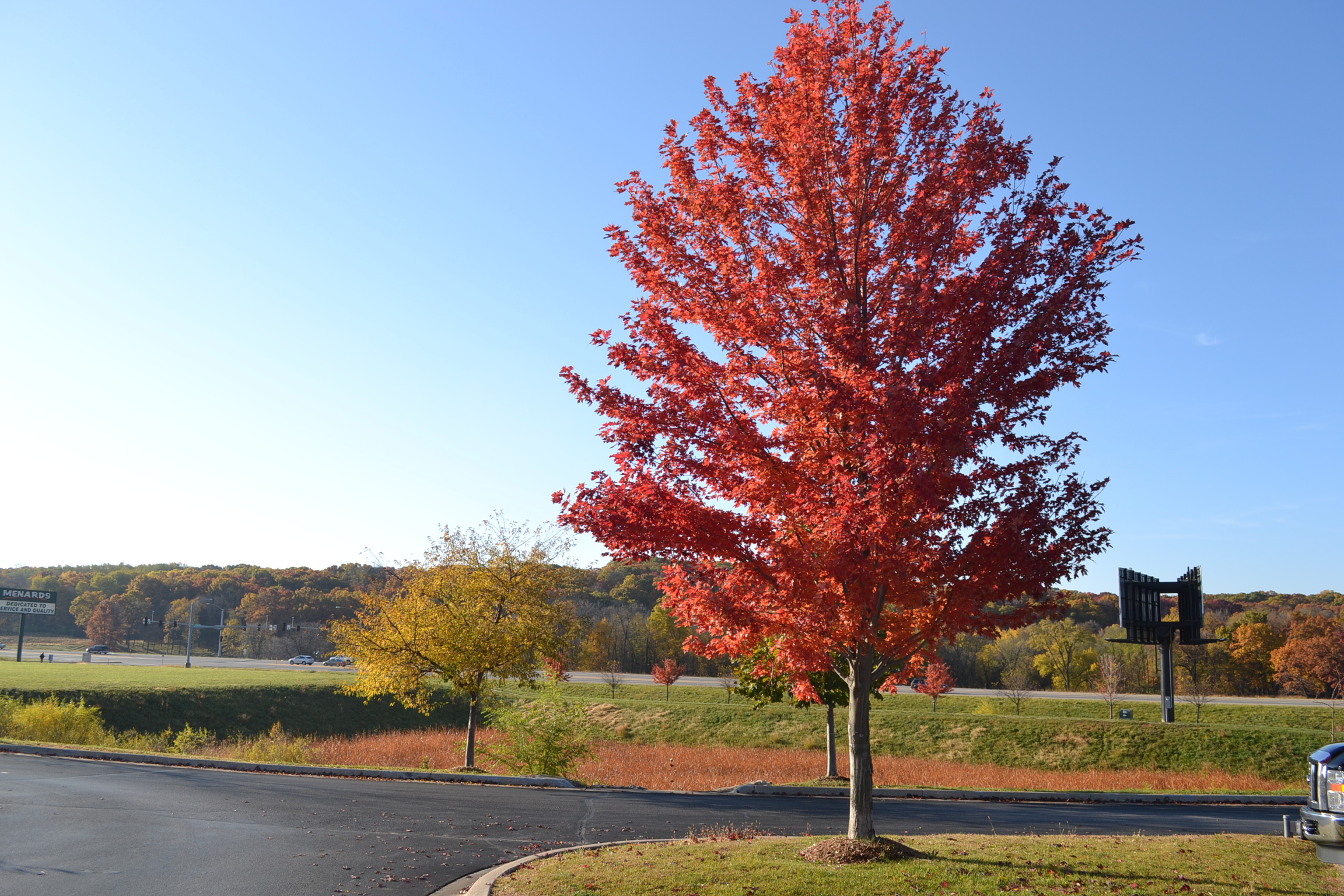 Blaze Autumn Maple