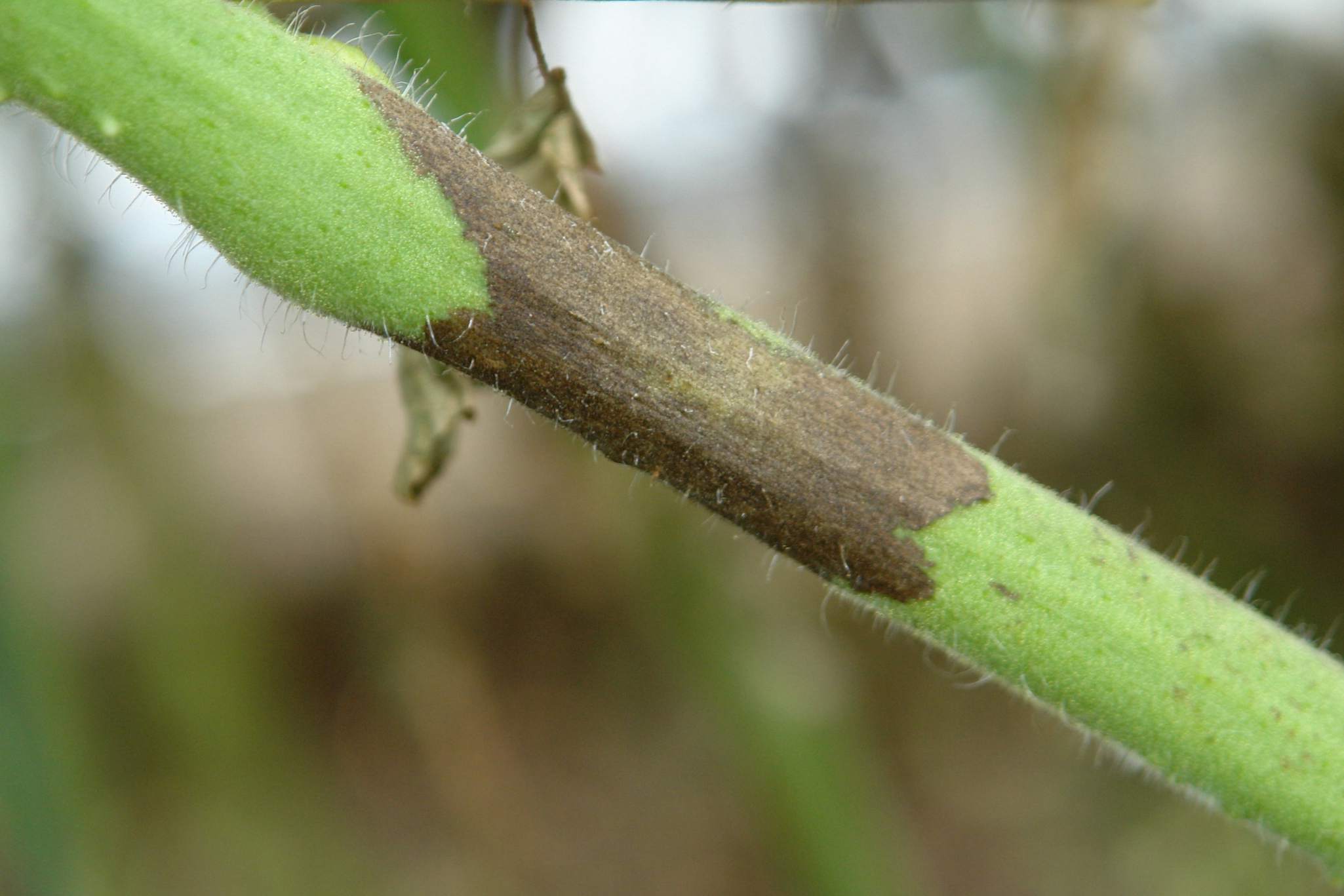 Blight On Tomato Plants