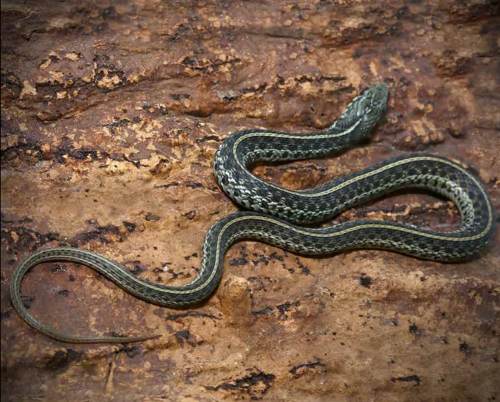 Blue Garter Snake