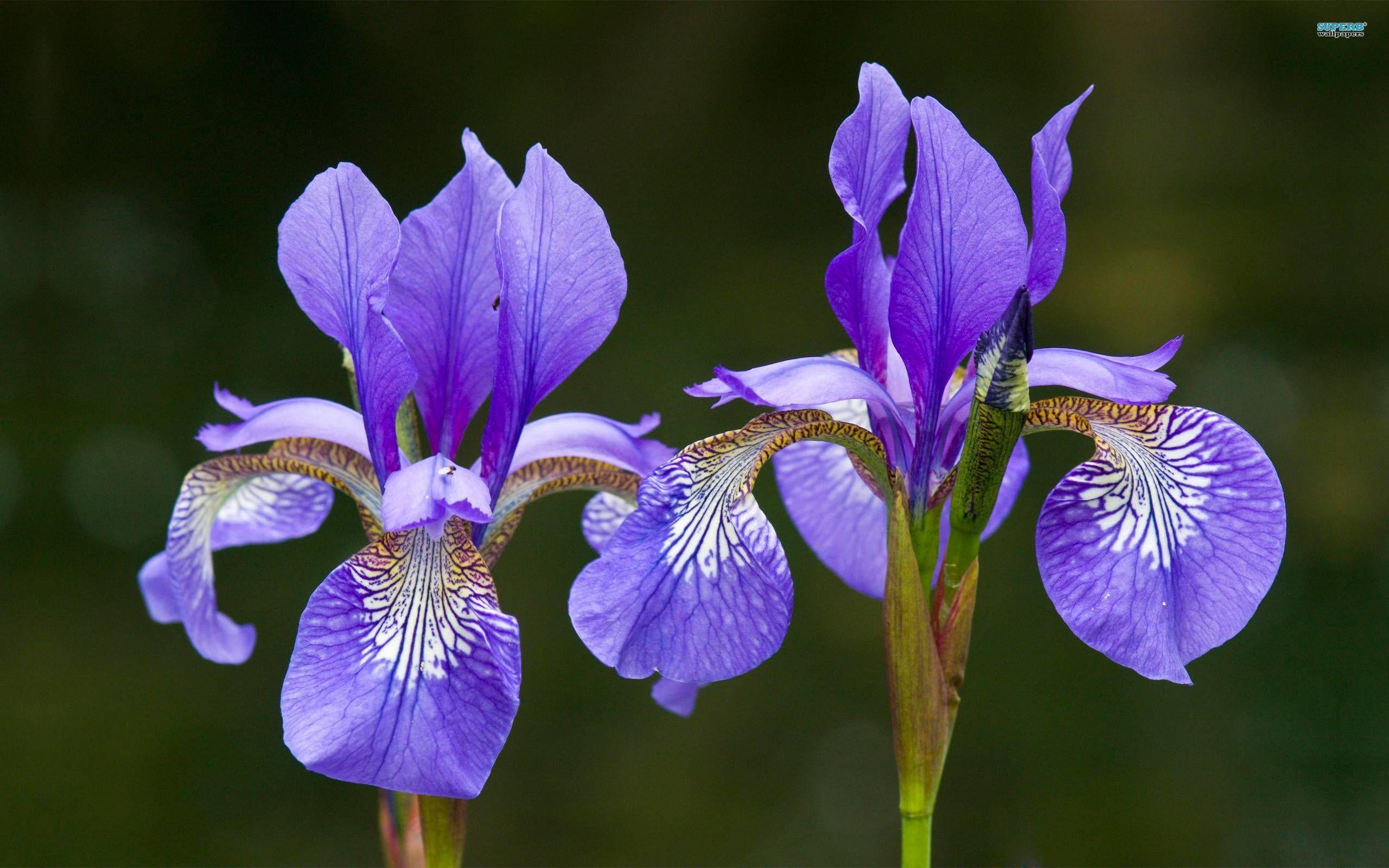 Blue Iris Flower