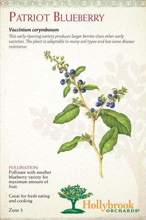 Blueberry Patriot: Boosts Fruit Yield Naturally