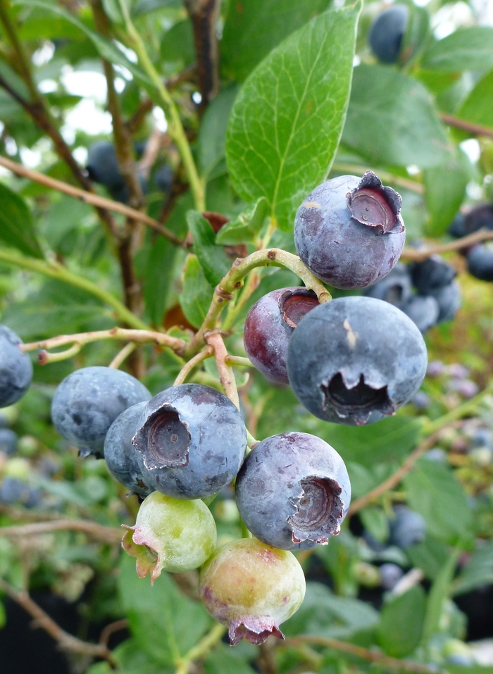 Blueberry Patriot Plant