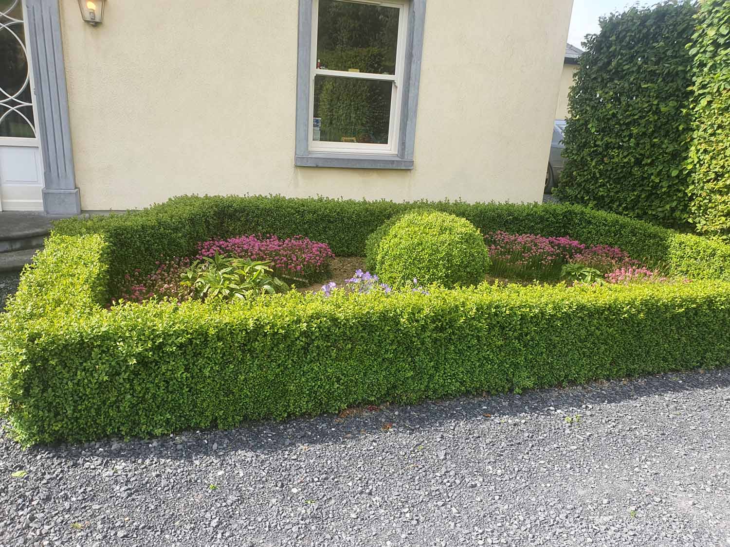 Box Hedging Alternatives Hedges Direct Blog