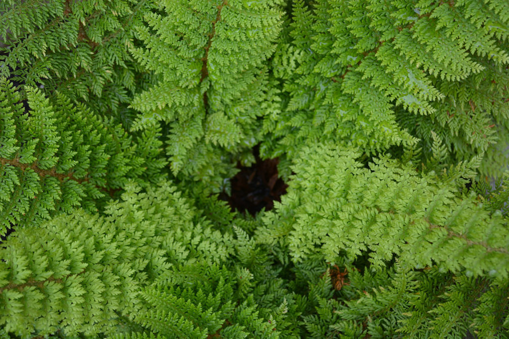 Bregne Mosbregne Polystichum Setiferum Herrenhausen Fuchsiahaven