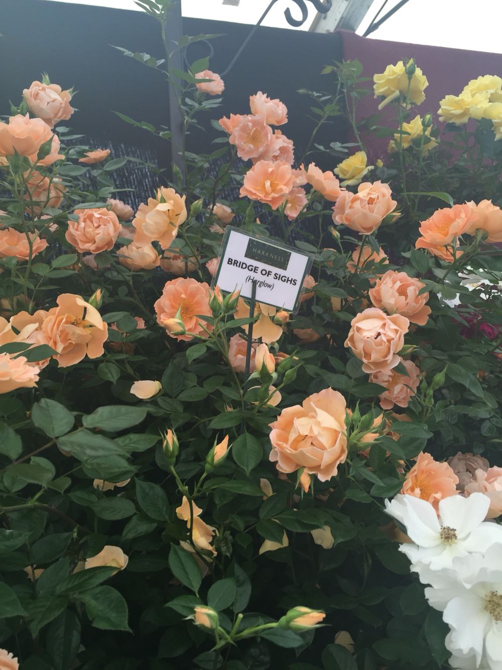 Bridge Of Sighs At Tatton Park Flower Show 2016