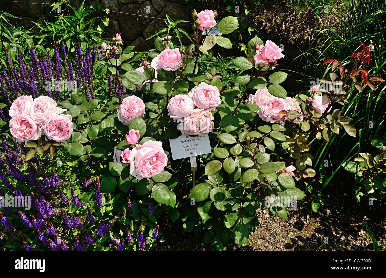 Brother Cadfael Rose Bush