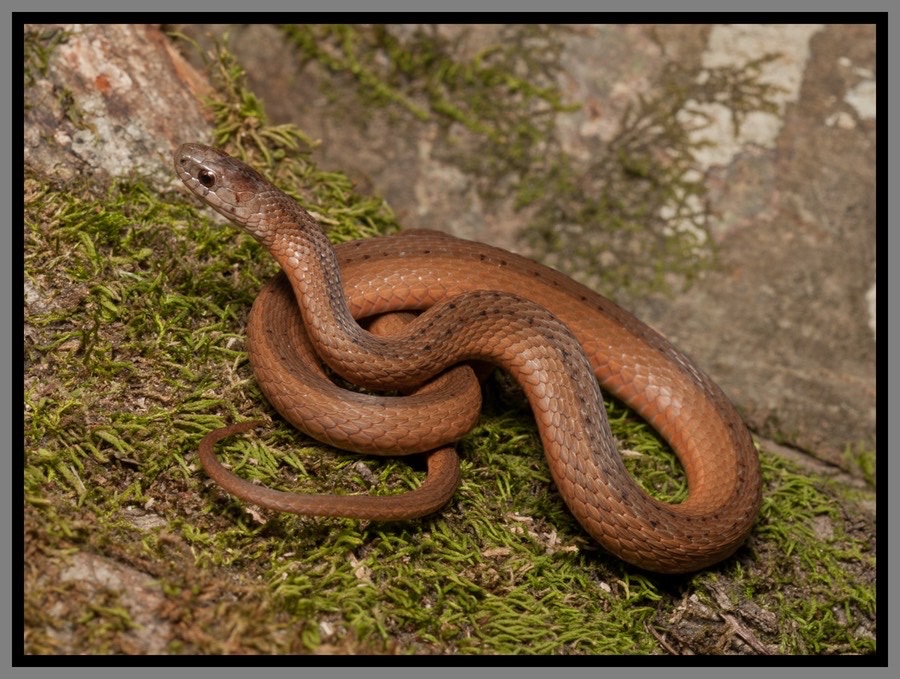 Brown Snakes In Florida How To Identify Them Floridaing