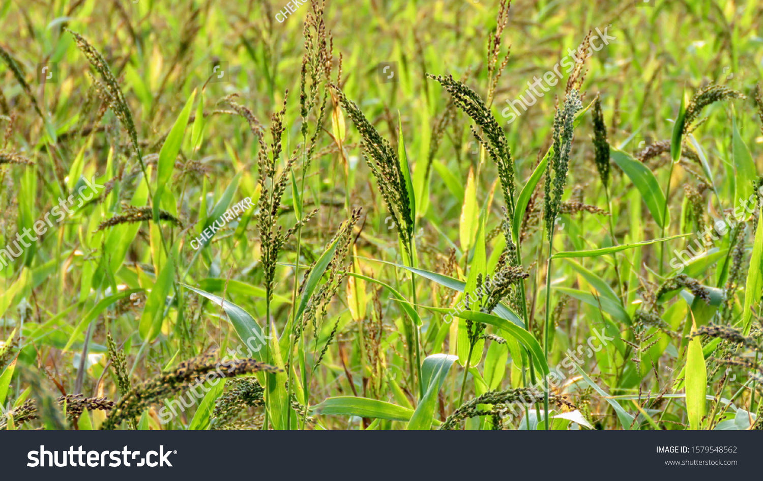 Brown Top Millet