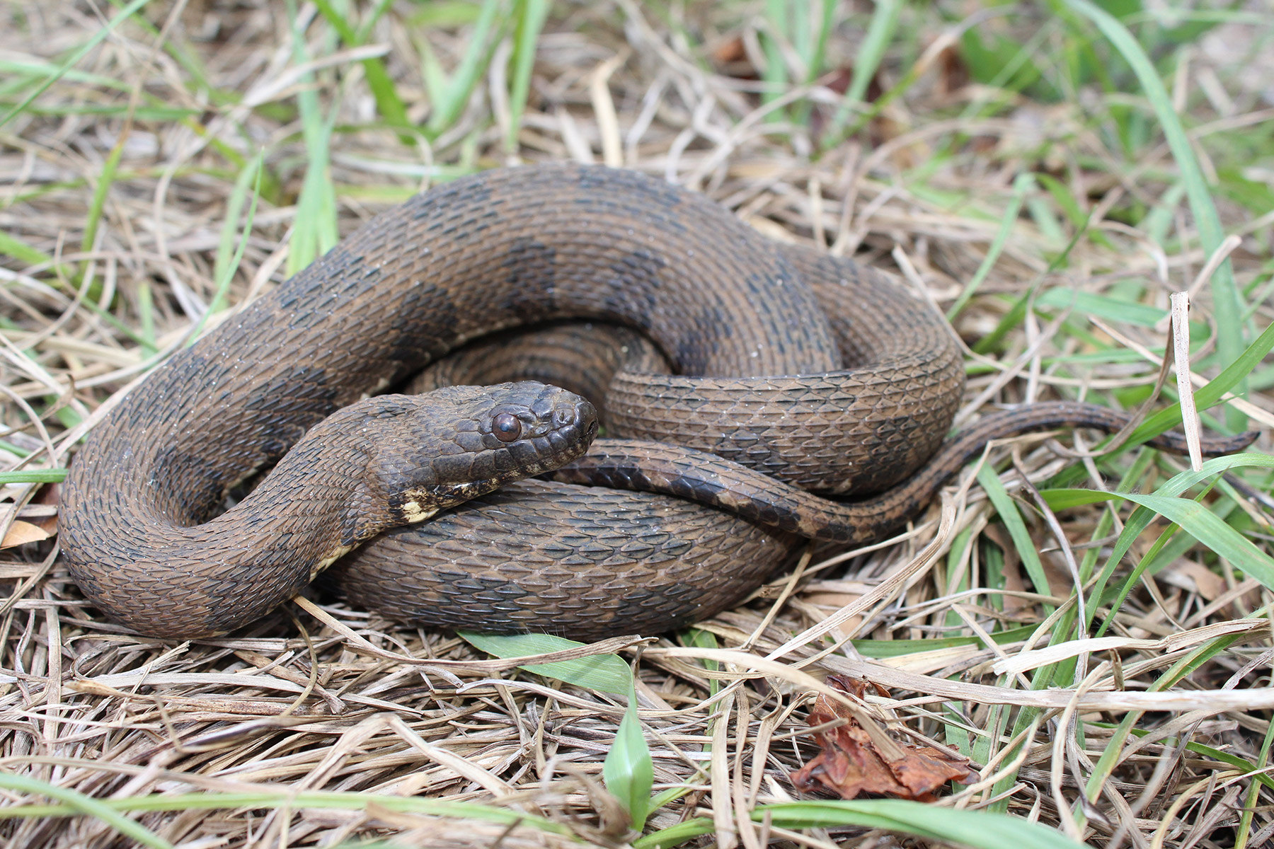 Brown Watersnake Florida Snake Id Guide