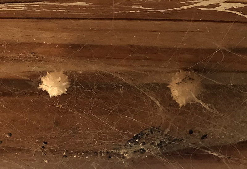 Brown Widow Egg: Eliminate Threats With Expert Tips