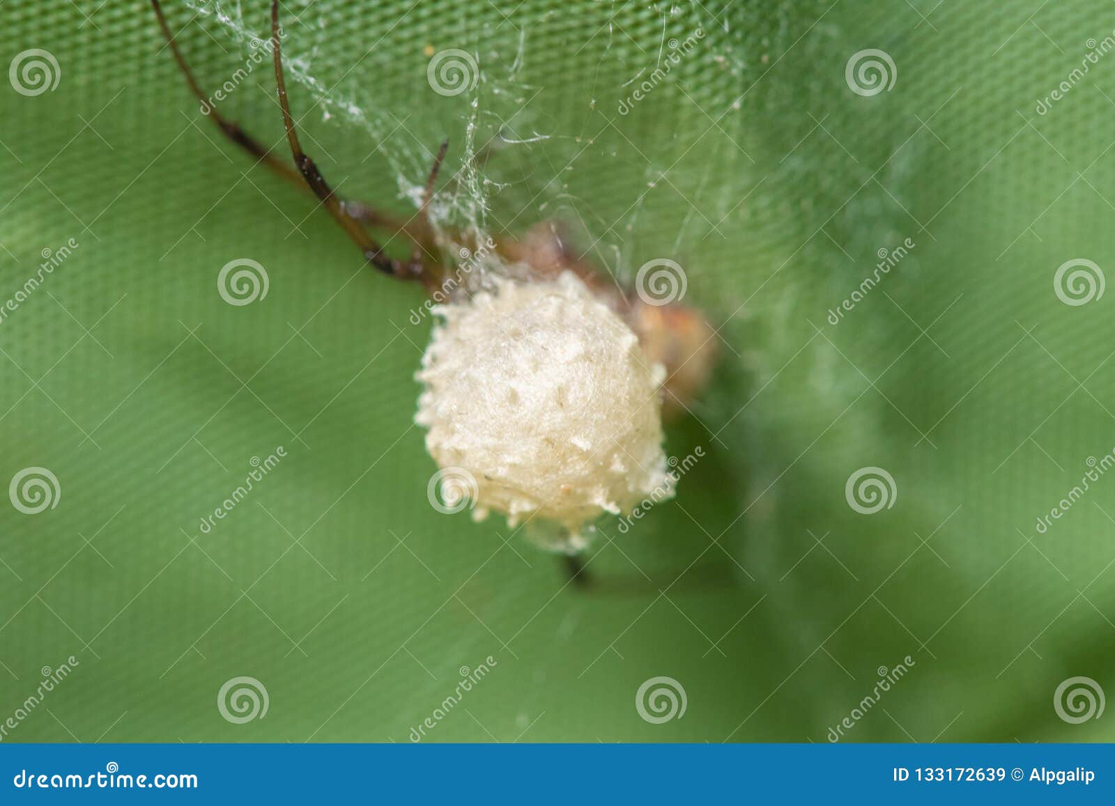 Brown Widow Spider Make Sac For Its Eggs With Green Background Stock Photo Alamy