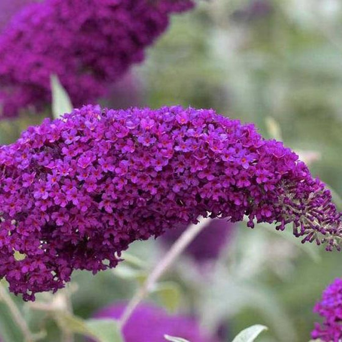 Buddleja Vlinderstruik Davidii Pink Delight Roze Bloemen Meerjarig En Winterhard Bol