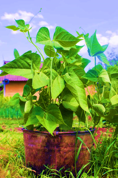 Bush Beans When To Plant