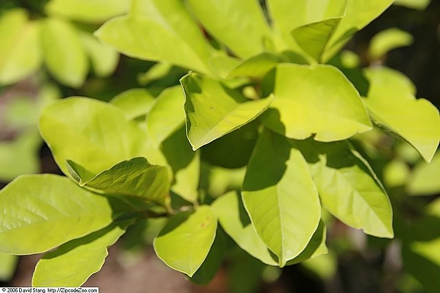 Butterflies Magnolia Magnolia Acuminata Butterflies Country Mile