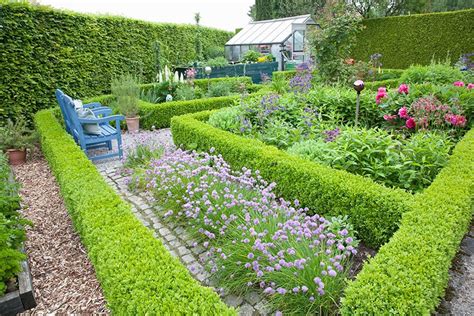 Buxus Green Mountain: Easy Hedge Planting - Neh Institute Hub