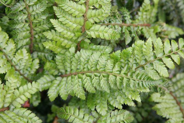 Buy Soft Shield Fern Polystichum Setiferum Divisilobum Group Herrenhausen 7 99 Delivery By