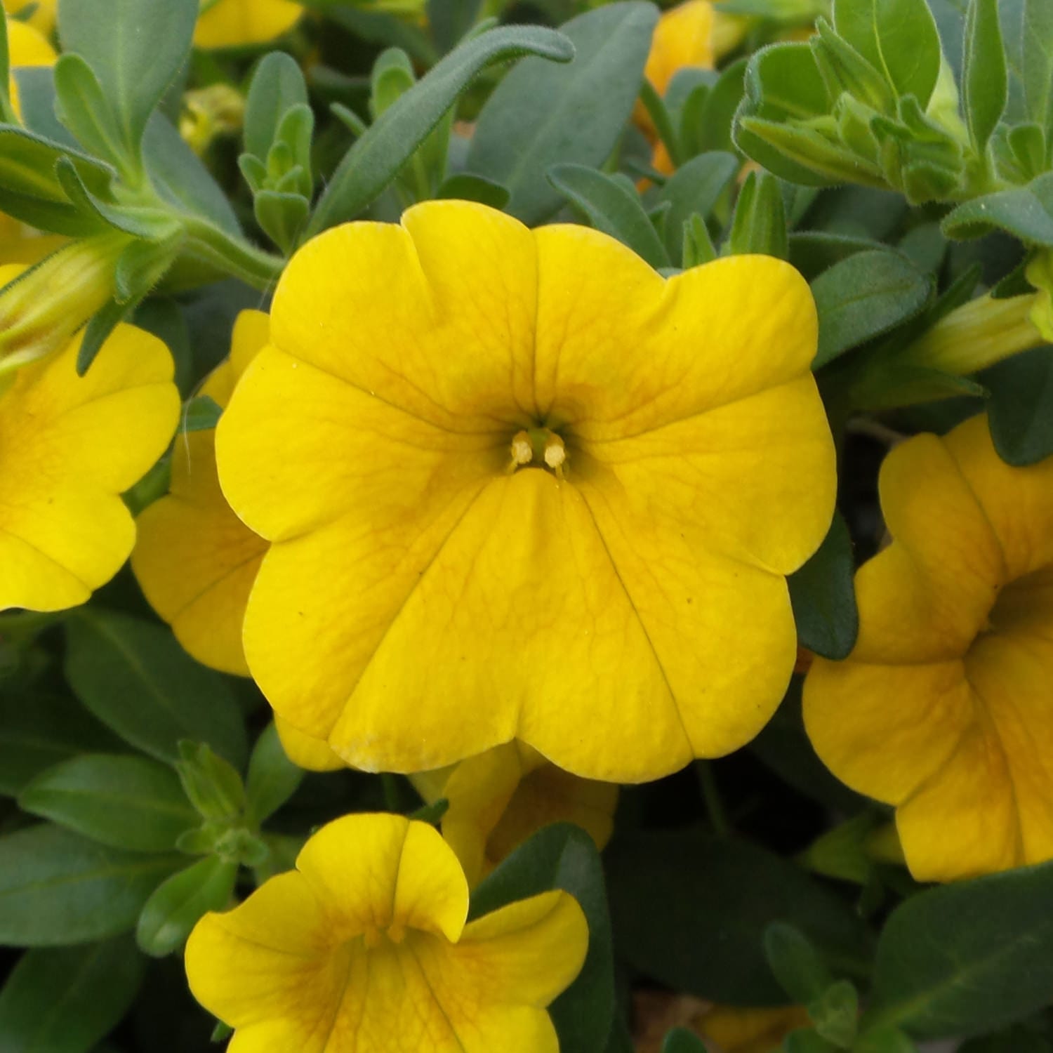 Calibrachoa Million Bells Yellow Suttons