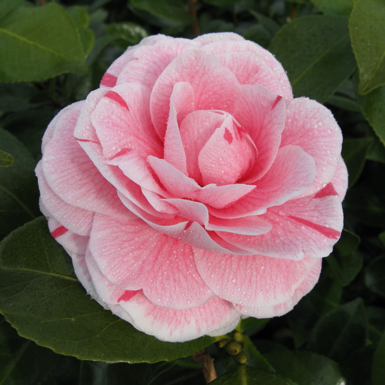 Camellia Japonica Bonomiana