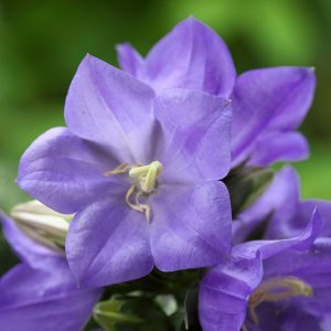 Campanula Cade Street Nursery