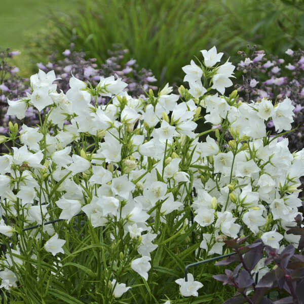 Campanula Persicifolia Takion White Peach Leaved Bellflower Diggin