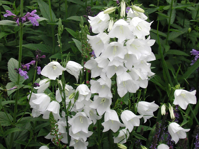 Campanula Takion White