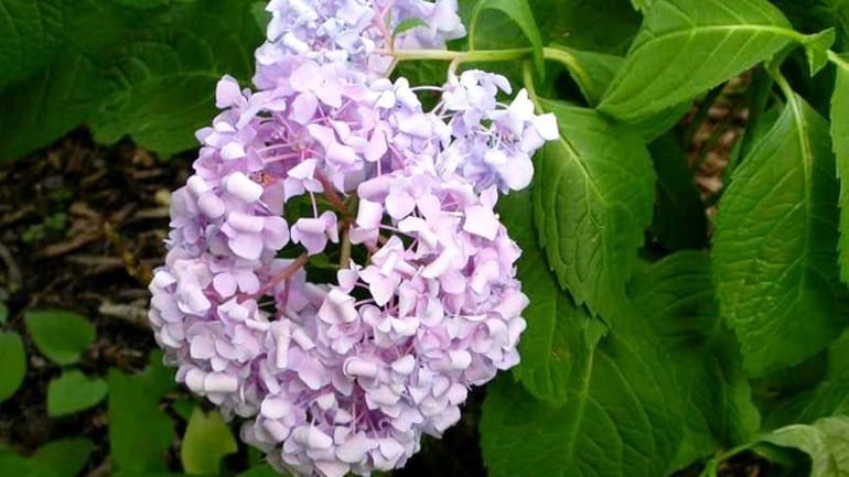 Can Hydrangeas Be Pruned