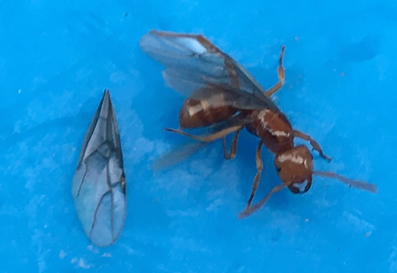 Carpenter Ant Queen Wings: Identify And Eliminate