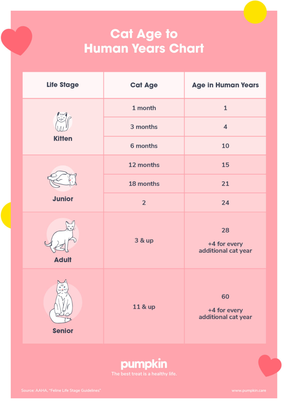 Cat Age Cat Years To Human Years Chart