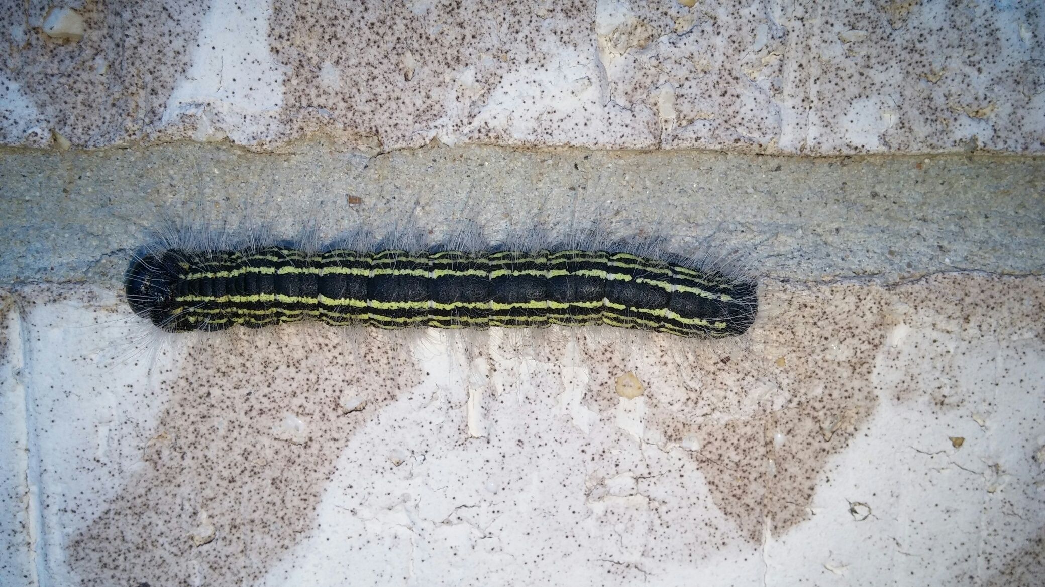 Caterpillar Black And Yellow Fuzzy