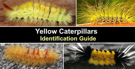 Caterpillar Yellow Fuzzy: Safe Handling Tips