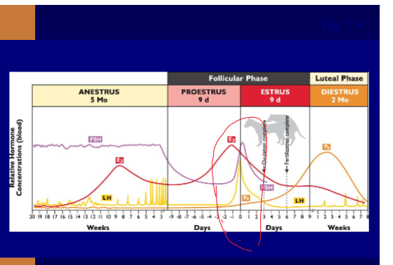 Cattle Estrous Cycle Chart Livestock Cattle