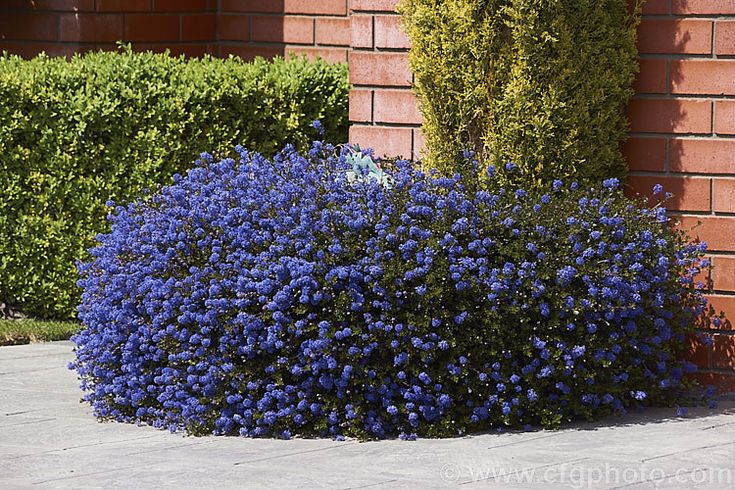 Ceanothus Blue Sapphire A Low Spreading Ceanothus Thyrsiflorus Hybrid That Grows To Around 1