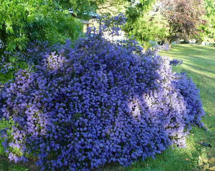 Ceanothus Blue Sapphire