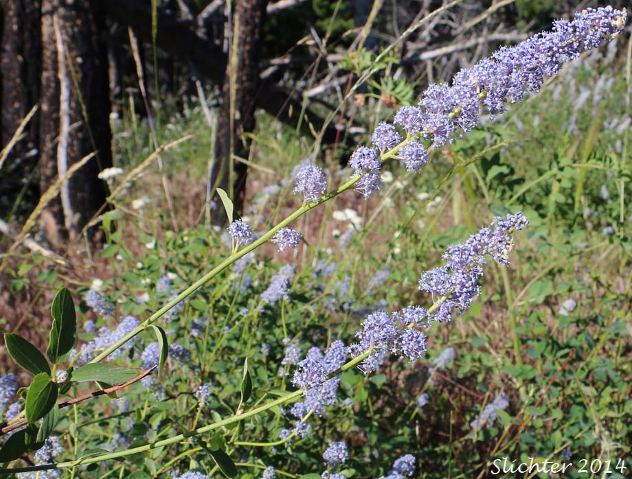 Ceanothus Integerrimus: Master Fire Resilience