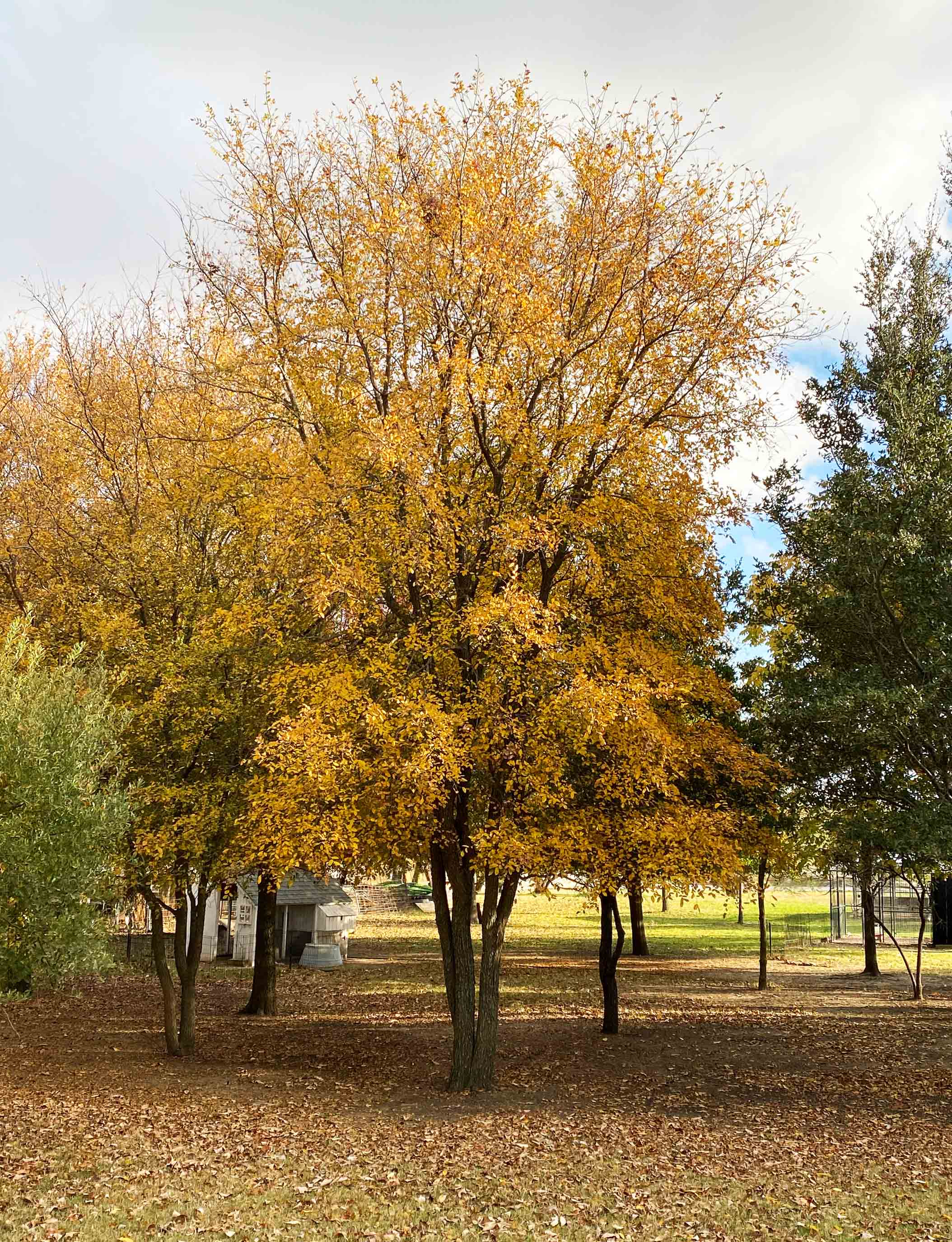 Cedar Elm Tree