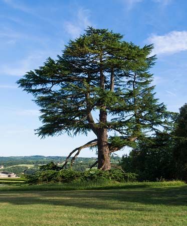 Cedar Of Lebanon Plant Britannica