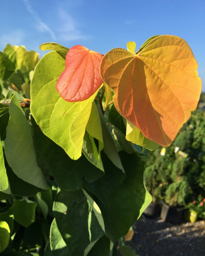 Cercis Canadensis Rising Sun Redbud