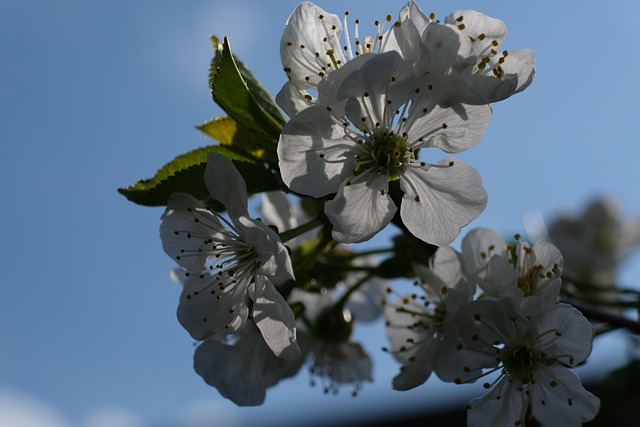 Cherry Tree Morello