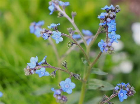 Chinese Forget Me Not Guide: Grow Perfect Flowers