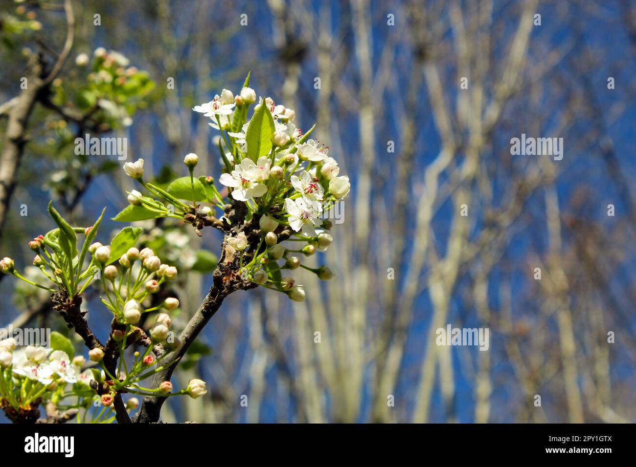 Chinese Pear Tree